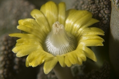 Titanopsis calcarea