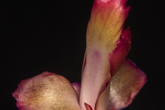 Zygocactus truncatus (Schlumbergera truncatus)