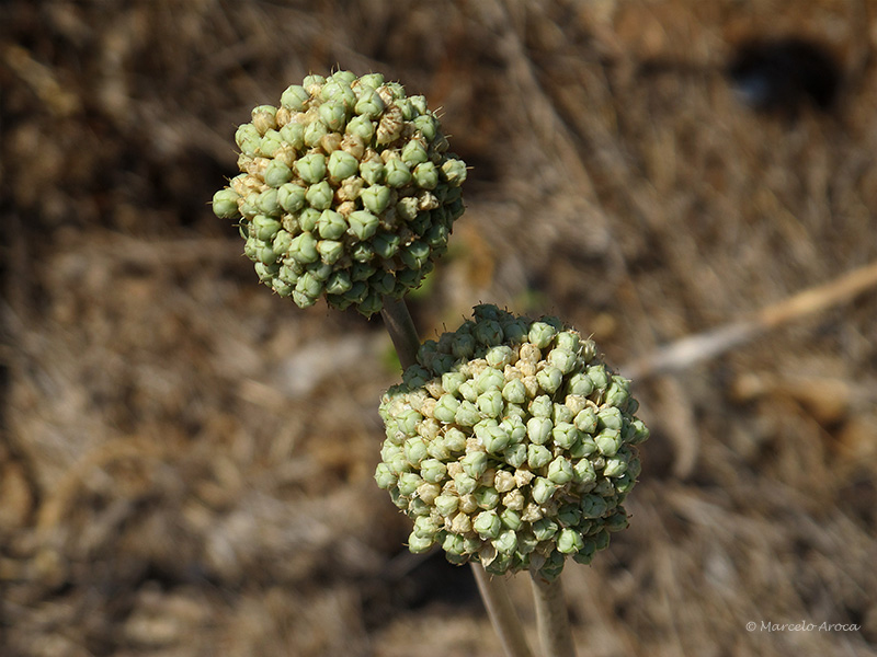 Allium ampeloprasum (Allium commutatum)
