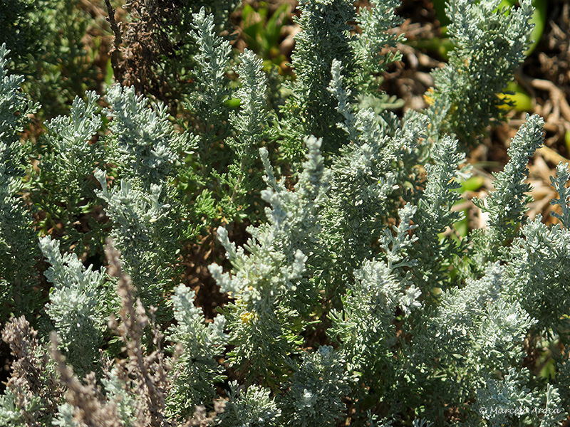 Artemisia sp.