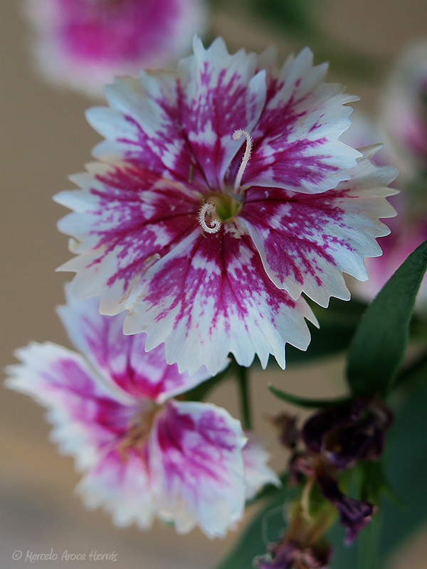 Dianthus barbatus (Clavel imperial)