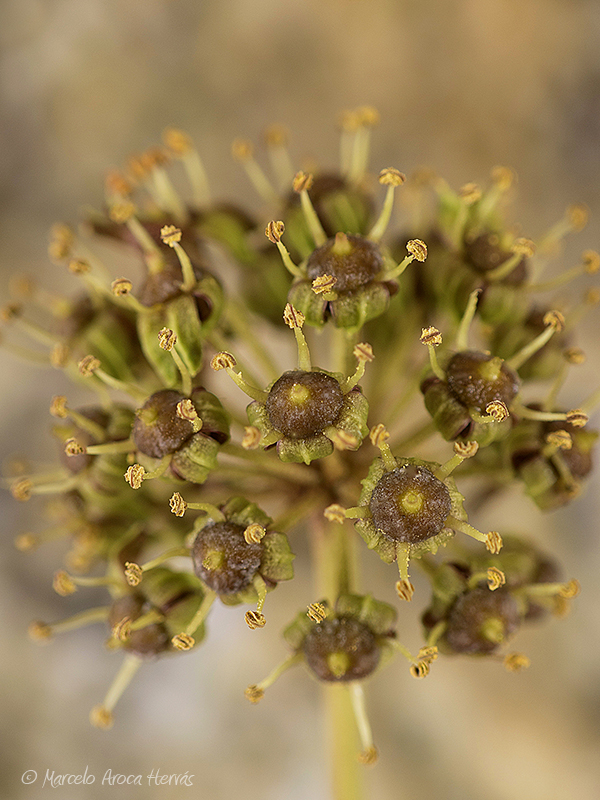 Hedera helix (Hiedra) flor