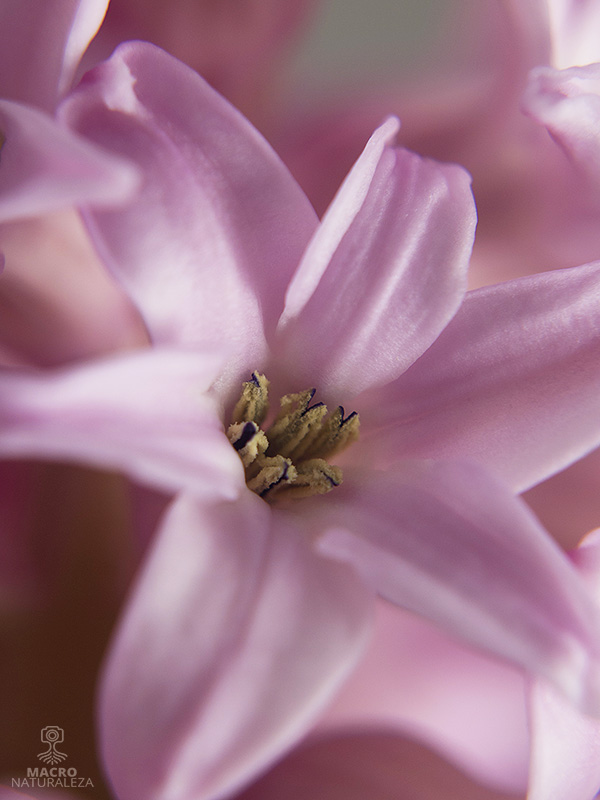 Hyacinthus (Jacinto)