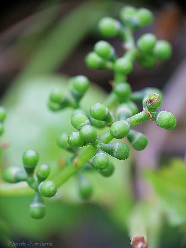 Parthenocissus tricuspidata (Viña virgen fruto)
