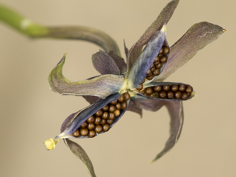 Viola x wittrockiana (Pensamiento)