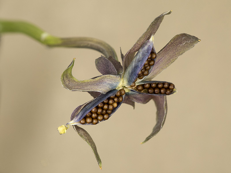 Viola x wittrockiana (Pensamiento)