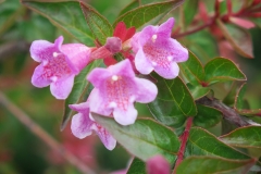 Abelia gradiflora (Abelia)