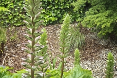 Acanthus spinosus (Acanto espinoso)