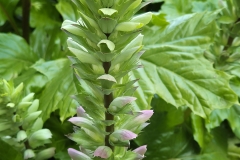 Acanthus spinosus (Acanto espinoso)