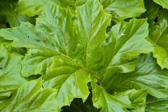 Acanthus spinosus (Acanto espinoso)