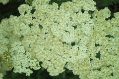 Achillea crithmifolia