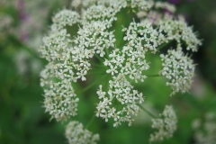 Aegopodium podagraria (Egopodio)