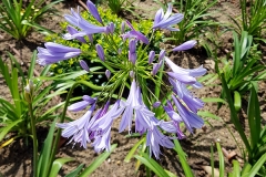 Agapanthus africanus (Agapanto) flor