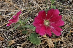 Alcea setosa (Malva Rosa)