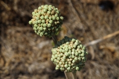 Allium ampeloprasum (Allium commutatum)