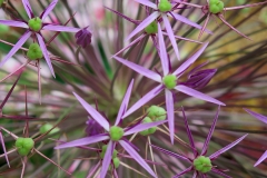 Allium cristophii