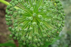 Allium nigrum (Ajo negro)