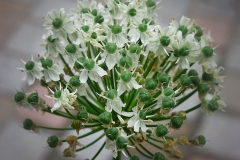 Allium nigrum (Ajo negro)