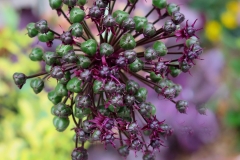 Alliun atropurpureum