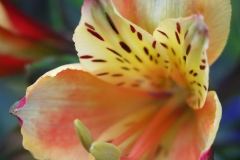 Alstroemeria aurea (Astromelia)