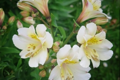 Alstroemeria ligtu (Astromelia)
