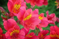 Alstroemeria ligtu (Astromelia)