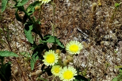 Andryala integrifolia (Carmelita descalza)