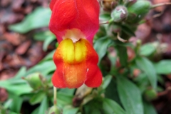 Antirrhinum australe (Conejitos)