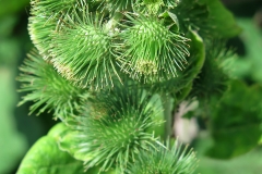 Arctium lappa (Bardana)