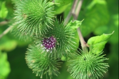Arctium lappa (Bardana)