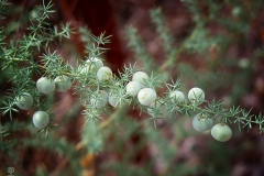 Asparagus acutifolius (Esparraguera silvestre)