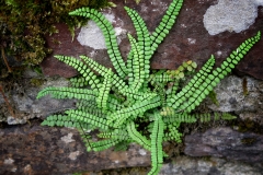 Asplenium trichomanes (Culantrillo menor)