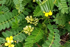 Astragalus-hamosus (Hierba anzuelo)