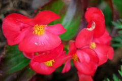 Begonia cucullata (Begonia)