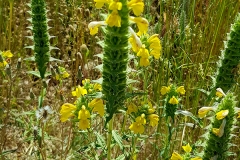 Bellardia trixago (Gallocresta bicolor)