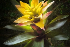 Bromelia sp. (Bromelia)