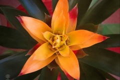 Bromelia sp. (Bromelia)