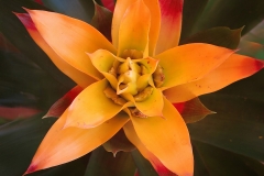 Bromelia sp. (Bromelia)