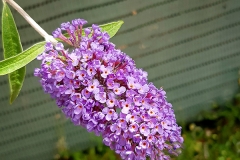 Buddleja davidii (Arbusto de las mariposas) flor