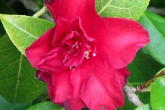 Camellia sasanqua (Camelia)