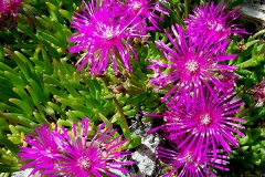 Campobrotus acinaciformis (Uña de gato)