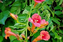 Campsis granfiflora (Trompeta de fuego)