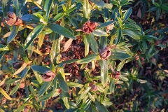 Cistus ladanifer(Jara pringosa)