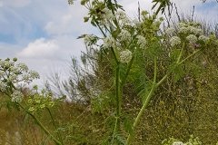 Conium maculatum (Cicuta)