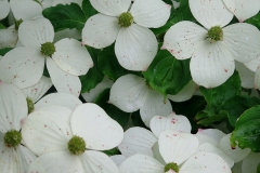 Cornus kousa (Cornejo de Kousa)