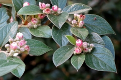 Cotoneaster franchetii (Griñolera de Franchet)