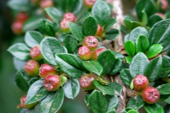 Cotoneaster horizontalis (Cotoneaster rastrero caduco)