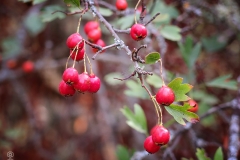 Crataegus monogyna (Majuelo)