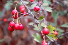 Crataegus monogyna (Majuelo)
