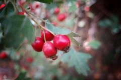 Crataegus monogyna (Majuelo)